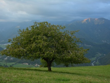 Drevo s kraljevskim razgledom